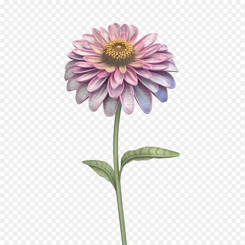 百日草花-百日草花花瓣叶雄蕊