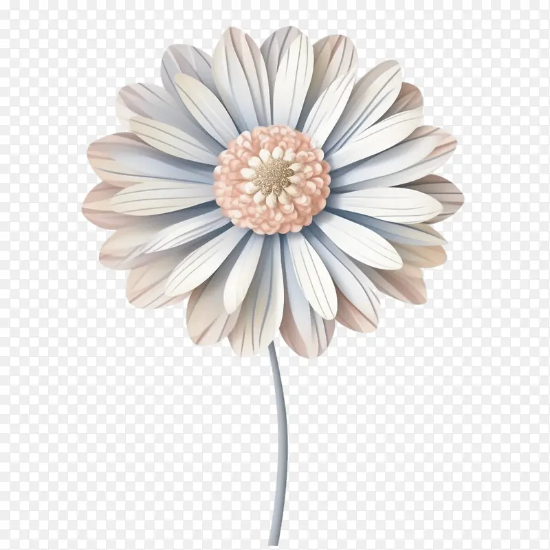 百日草花-花瓣