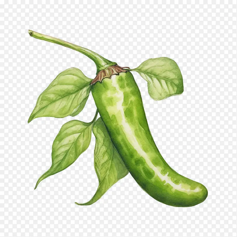 青辣椒-青辣椒辣椒蔬菜青椒