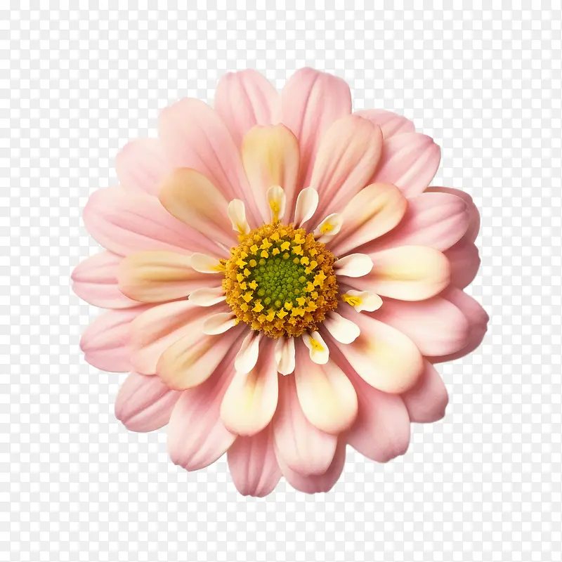 百日草花-百日草花花粉红色的花瓣中心