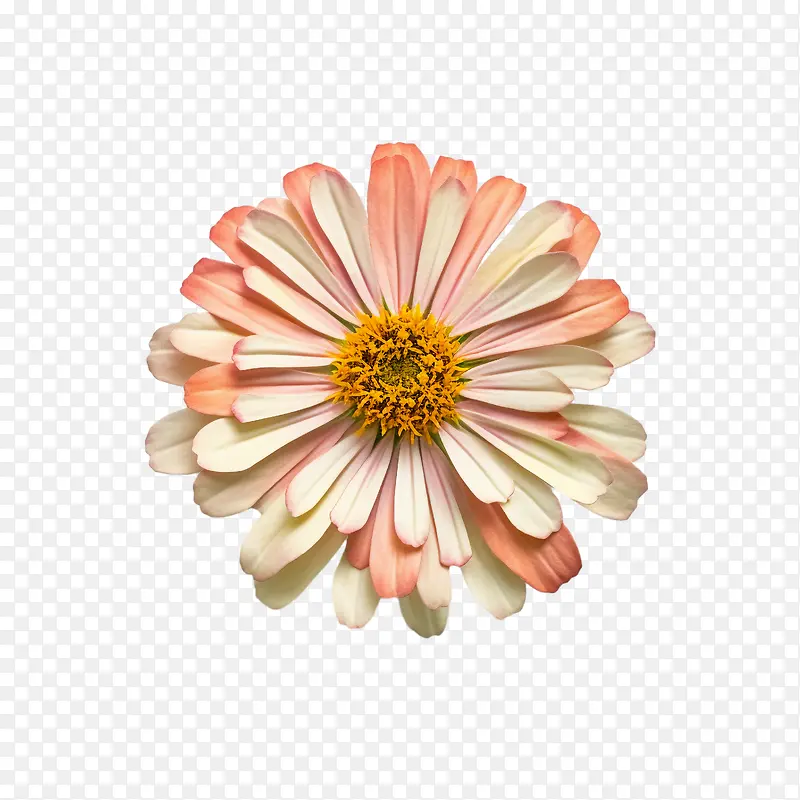 百日草花-橙色