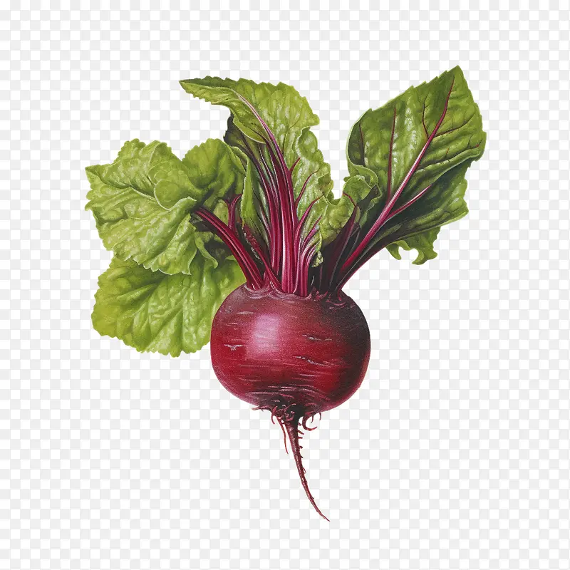 甜菜根-健康食品