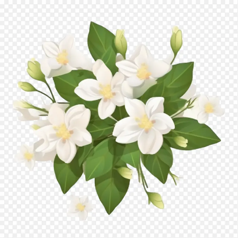 茉莉花-茉莉花