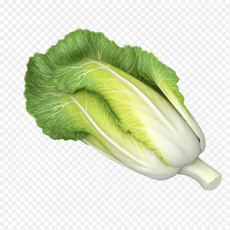 大白菜-大白菜生菜绿叶蔬菜