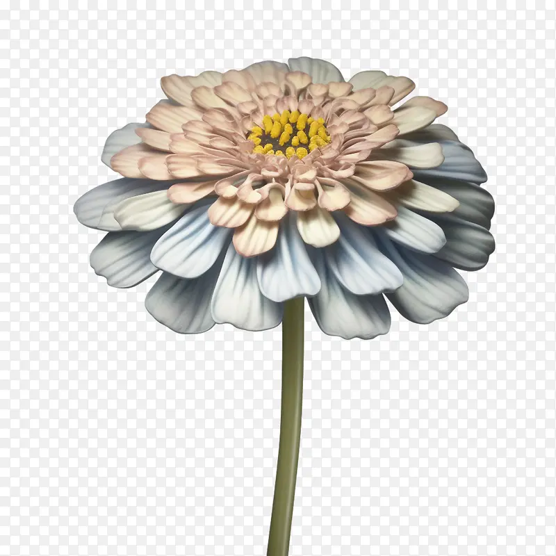 百日草花-百日草花蓝色粉红色花瓣