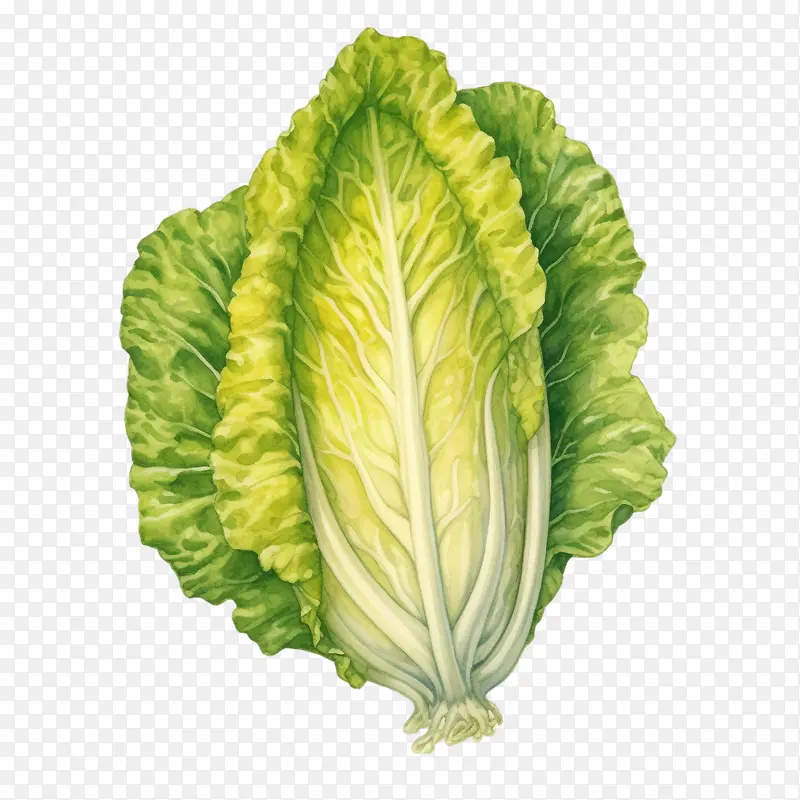 大白菜-大白菜蔬菜生菜绿叶蔬菜沙拉蔬菜