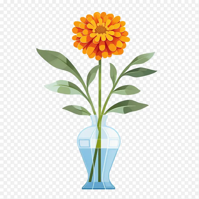 百日草花-橙色