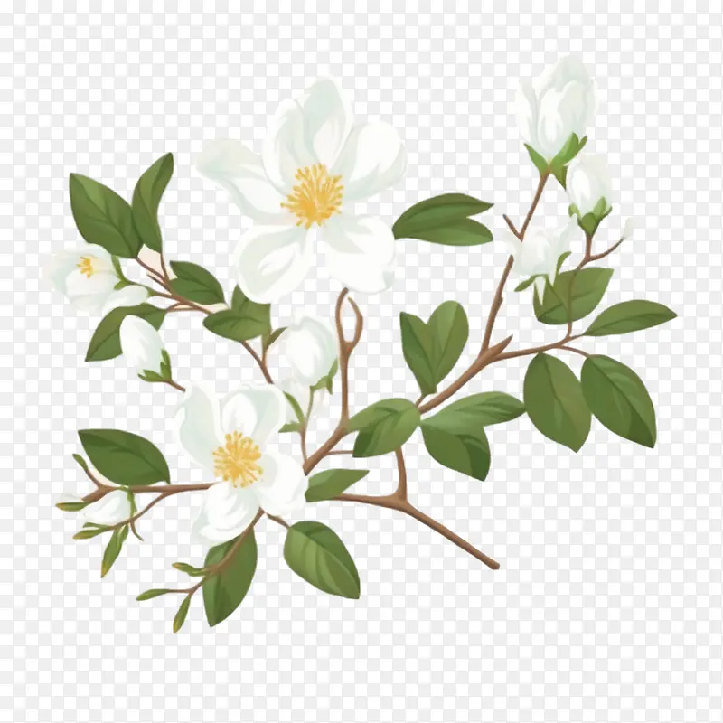 茉莉花-茉莉花