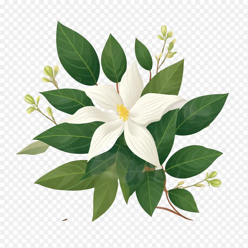 茉莉花-茉莉花