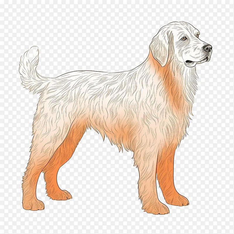 狗-狗狼狗犬毛皮