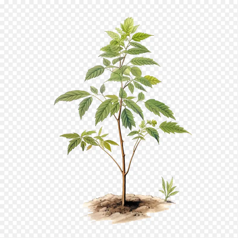 树苗植物-树苗植物img>植物绿化根叶