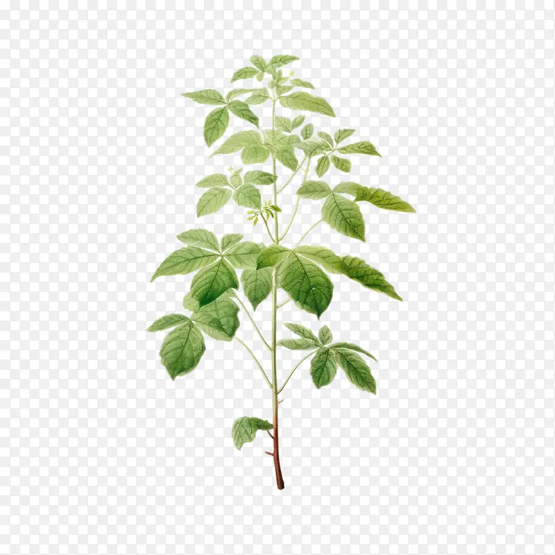 树苗植物-藤蔓