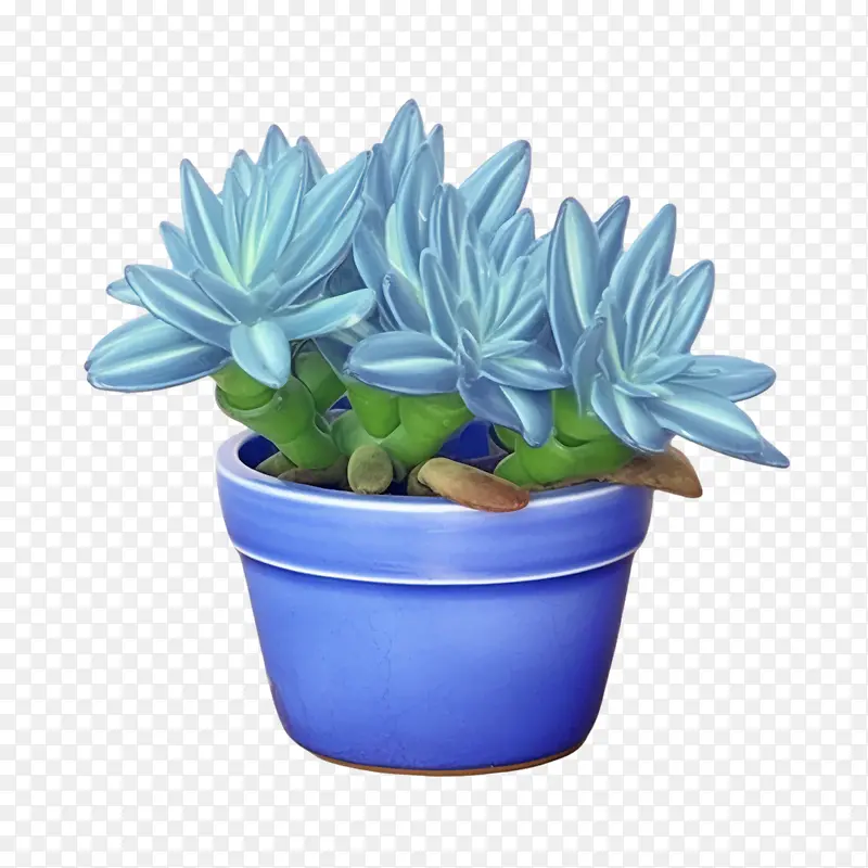 蓝色千里光多肉植物-仙人掌