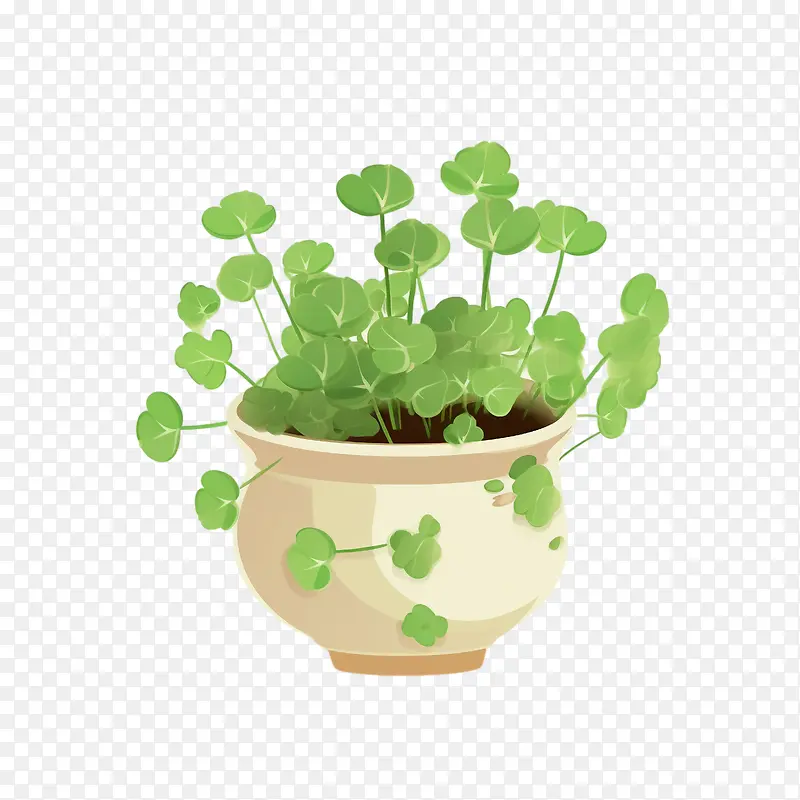 冷水花植物-冷水花植物盆栽三叶草绿色植物