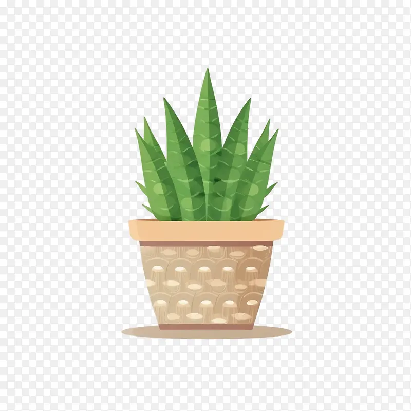 芦荟植物-仙人掌
