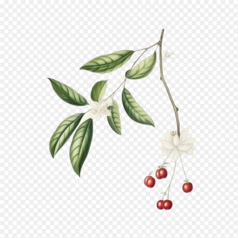 樱桃枝-樱桃枝樱桃枝花水彩