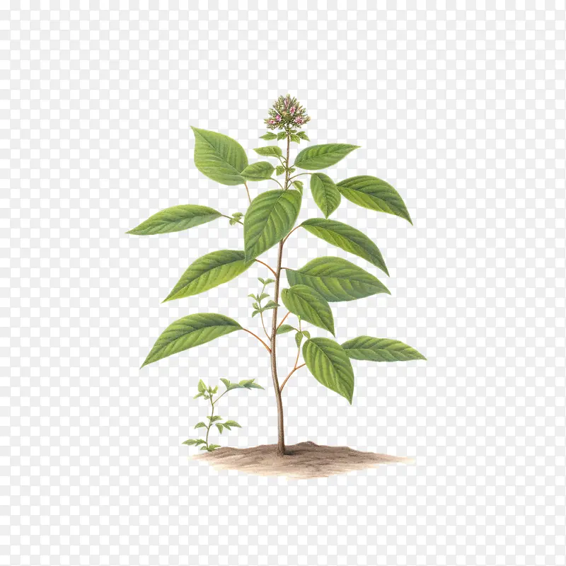 树苗植物-树苗植物植物绿叶茎