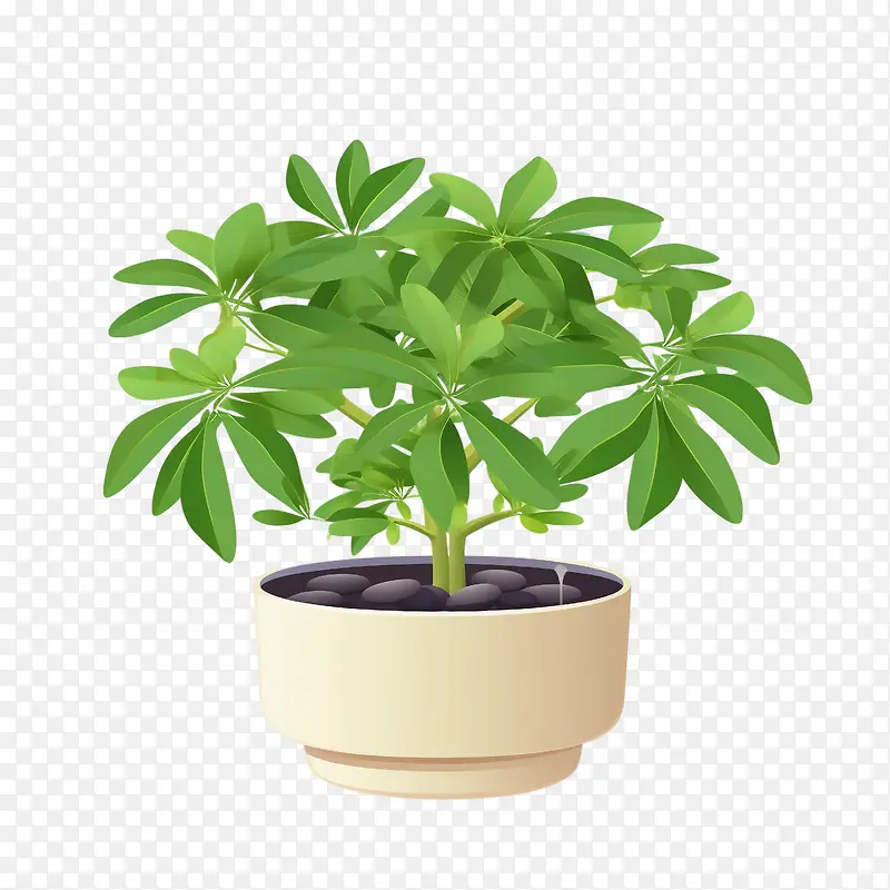 鹅掌柴植物-鹅掌柴植物盆栽绿化室内花园