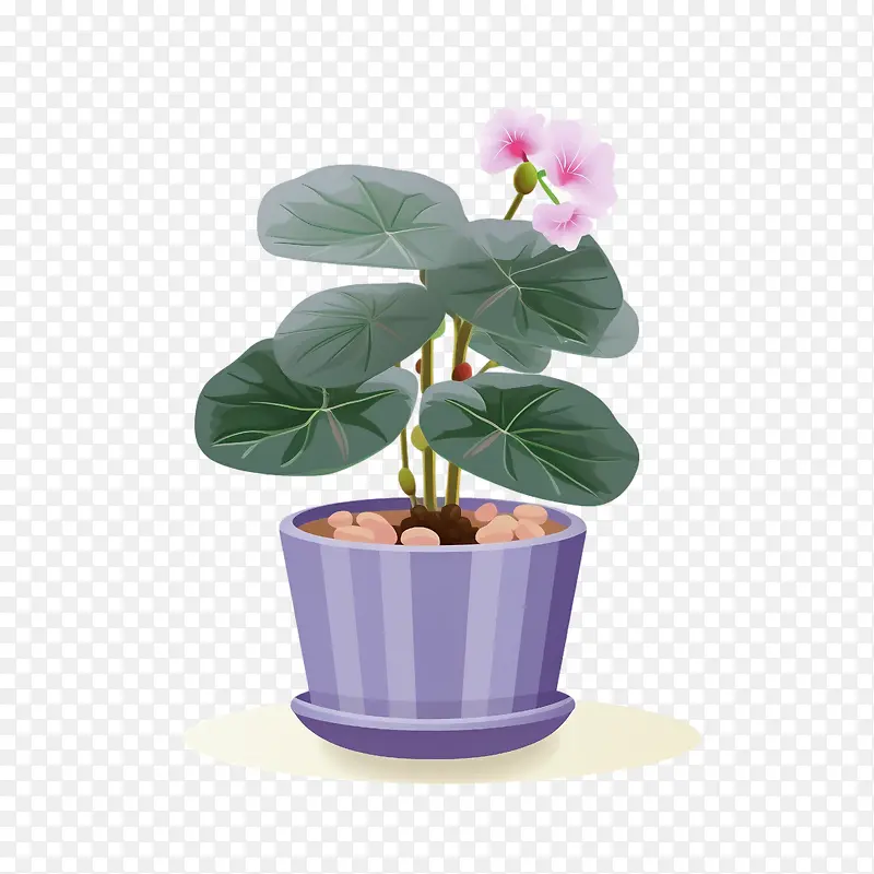 非洲紫罗兰-白色背景