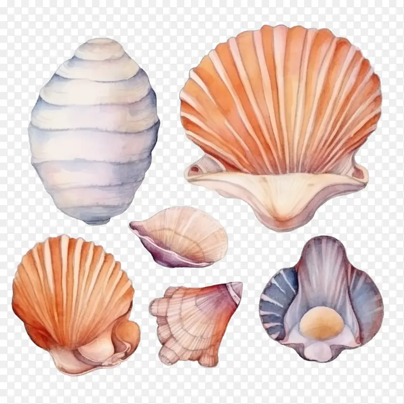 贝壳-贝壳贝壳海洋水彩海洋生物