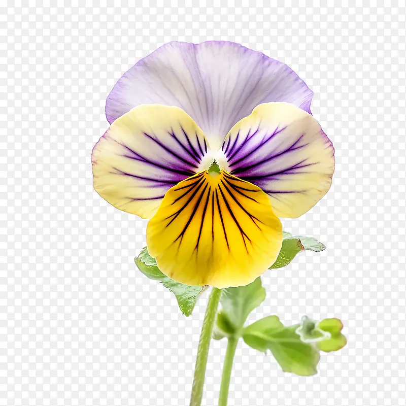 三色堇花-三色堇花黄色紫色单瓣花