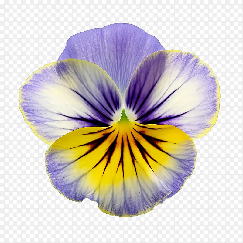 三色堇花-三色堇花紫色蓝色黄色花瓣