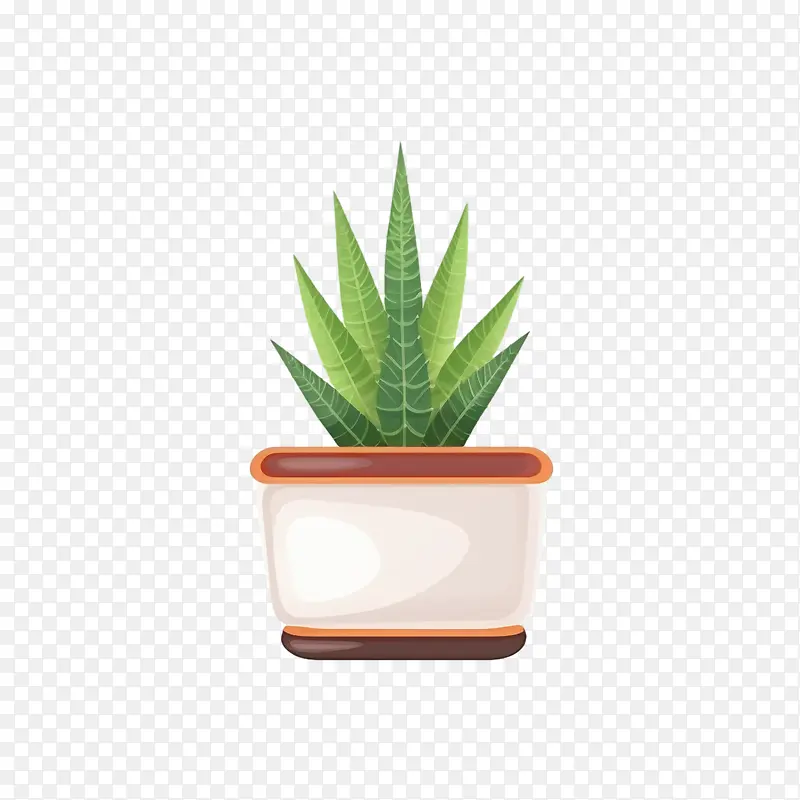 芦荟植物-仙人掌