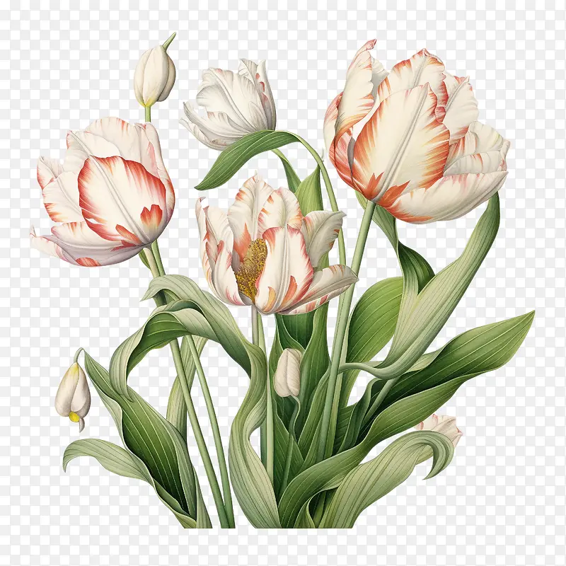 郁金香-郁金香郁金香花白色红色