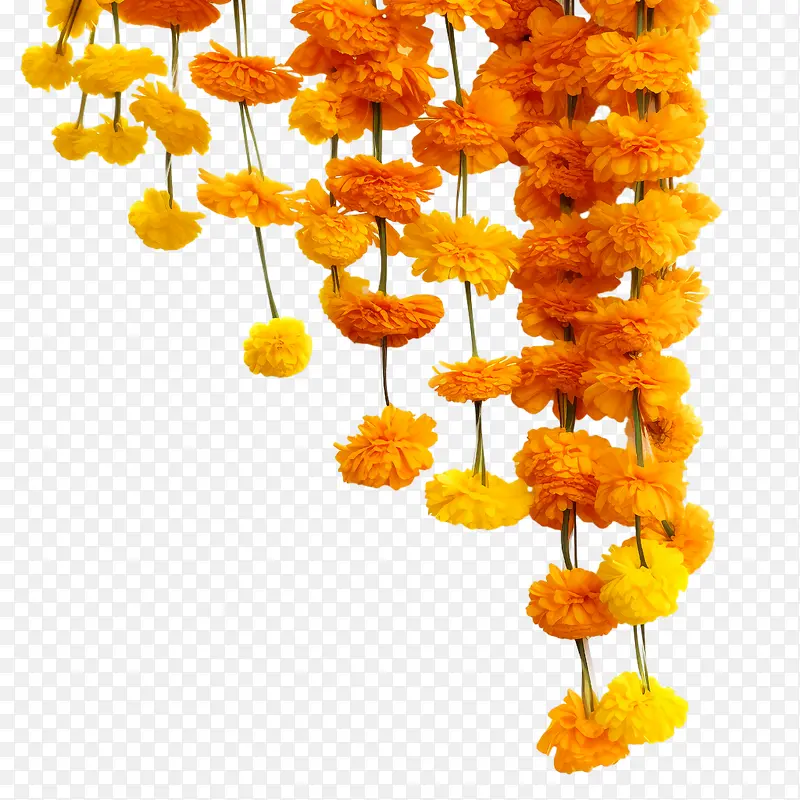 万寿菊花环-万寿菊花环橙色花朵花环花卉装饰鲜花