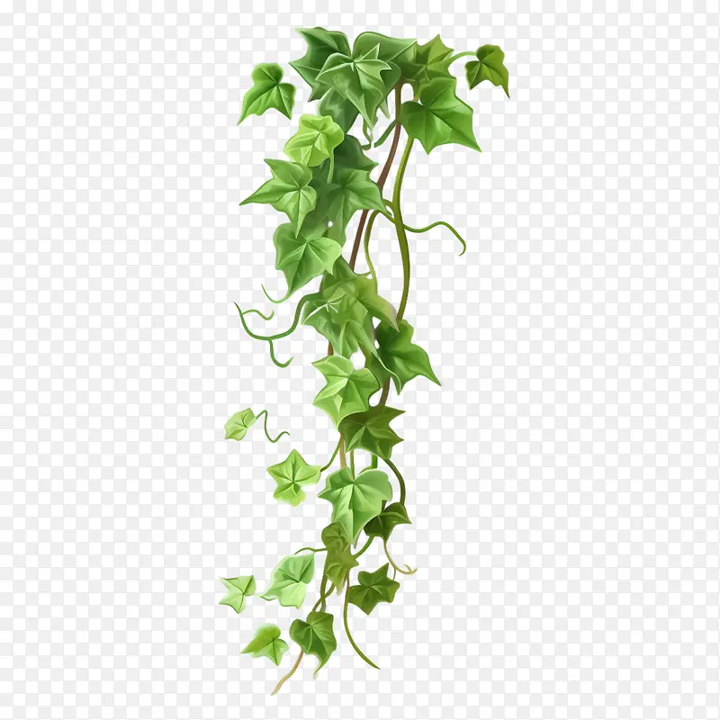 常春藤植物-常春藤