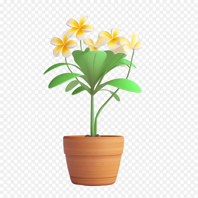 鸡蛋花-花盆