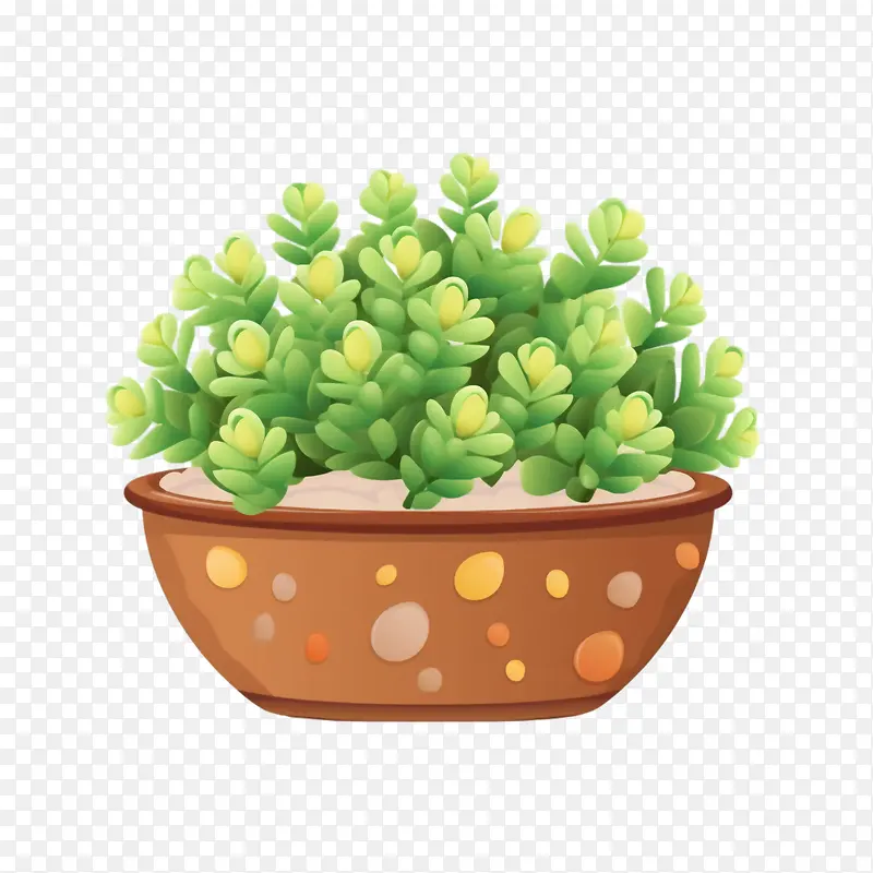 景天多肉植物——仙人掌