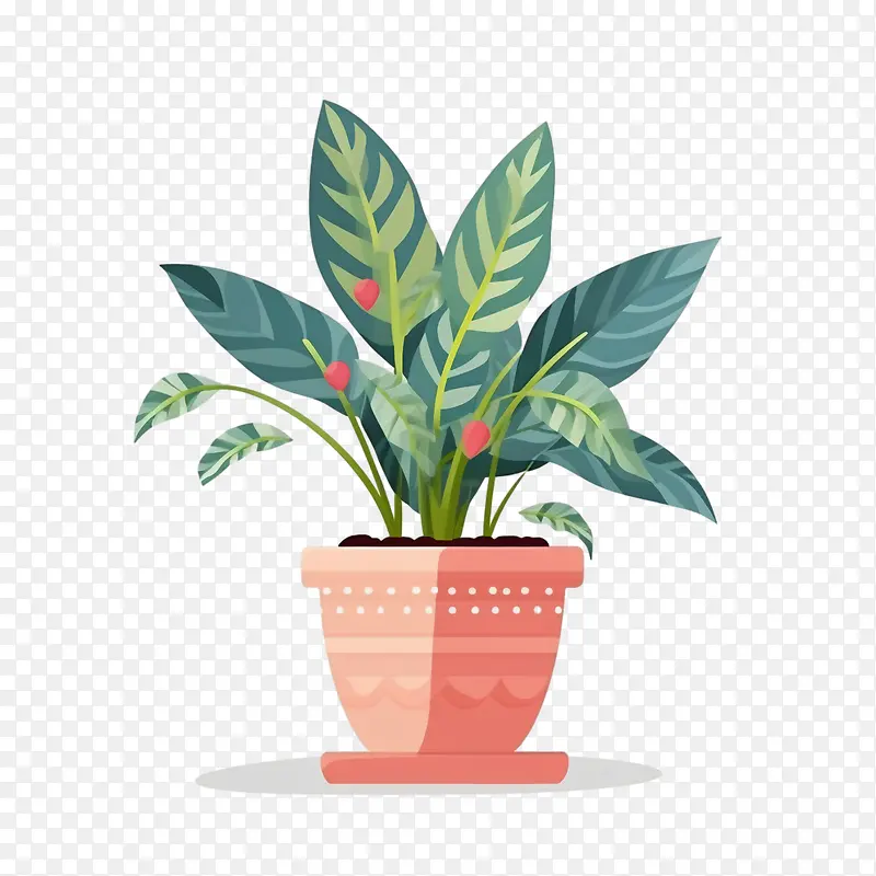 中国万年青-中国万年青花盆盆栽植物植物区系室内园艺