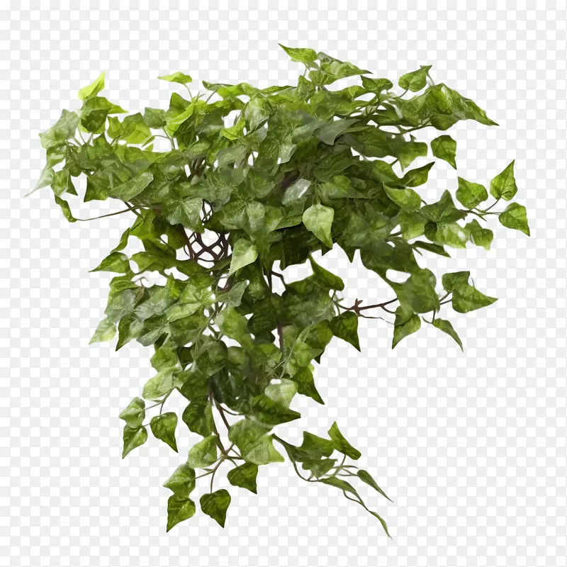 常春藤植物-藤本植物