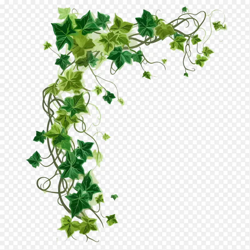 常春藤植物-藤本植物