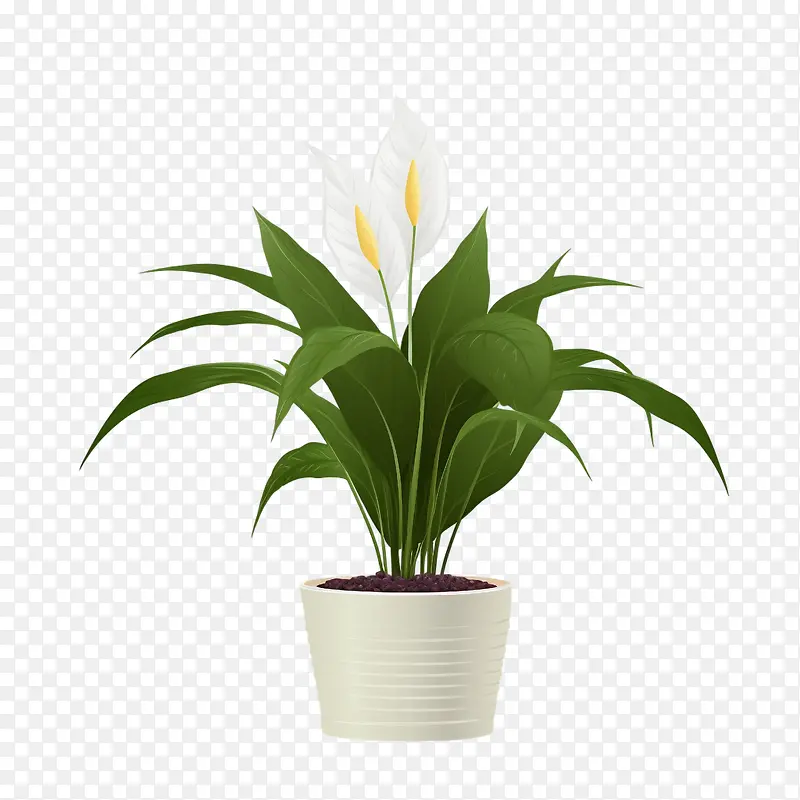 和平百合-和平百合和平植物白色花盆