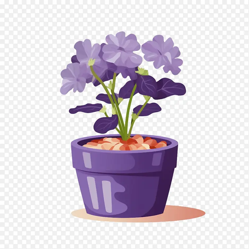 非洲紫罗兰-非洲紫罗兰植物在盆栽盆栽植物紫色的花朵紫罗兰色的花朵