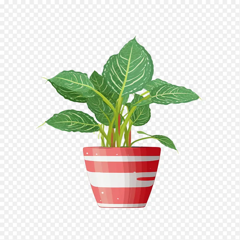 哑巴杖——哑巴杖花盆植物盆栽红白条纹花盆