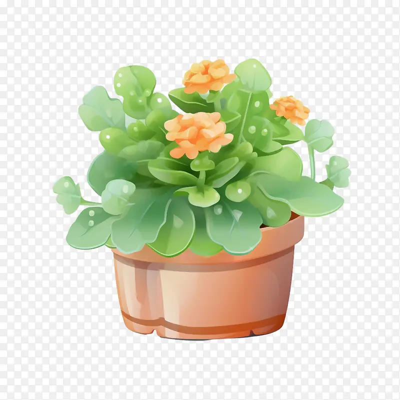 长寿植物-橙色