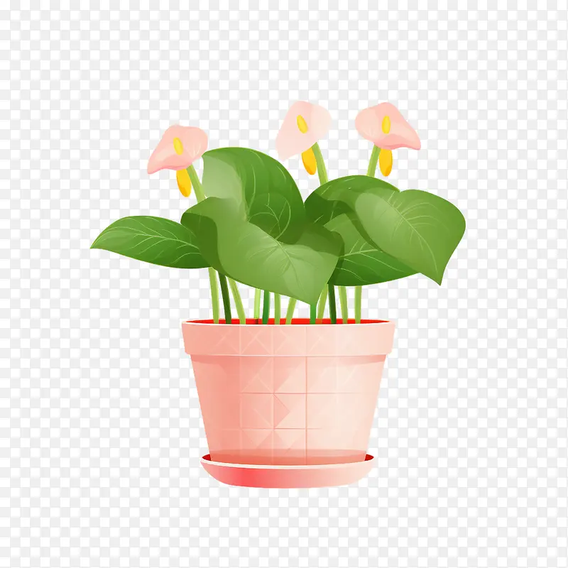 红掌植物-红掌植物盆栽马蹄莲花盆绿叶