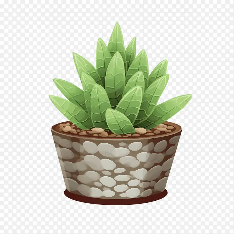 Haworthiacymbiformis植物-仙人掌