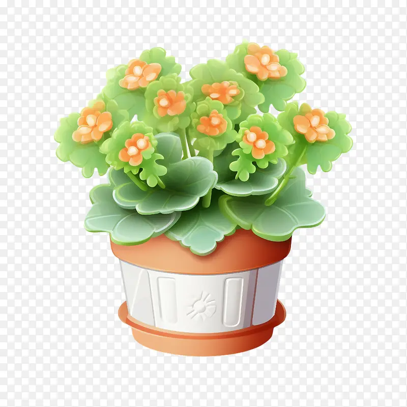 长寿植物-长寿植物天竺葵盆栽花卉绿化