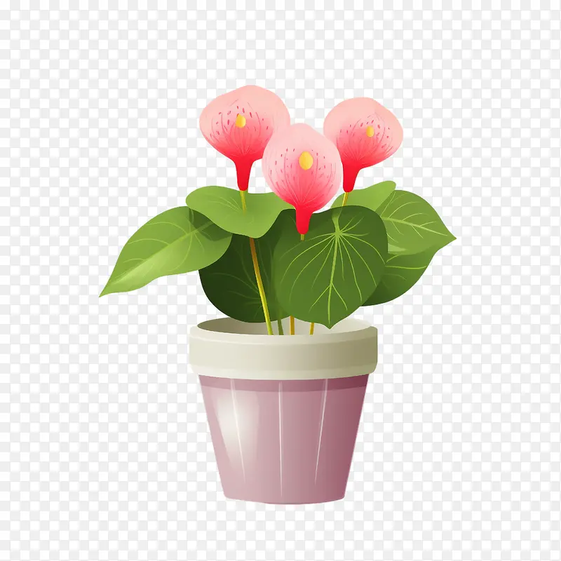 红掌植物-红掌植物粉红色花朵花盆水彩