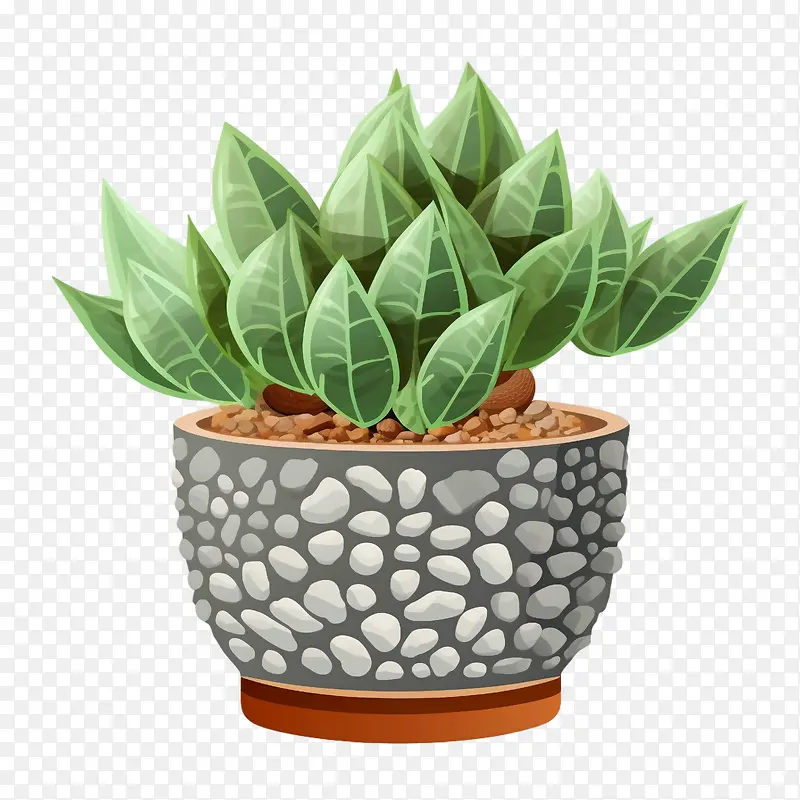 Haworthiacymbiformis植物-仙人掌