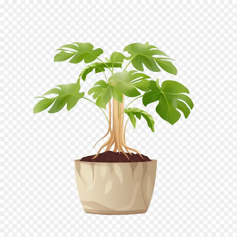 树喜林芋植物-蕨类植物