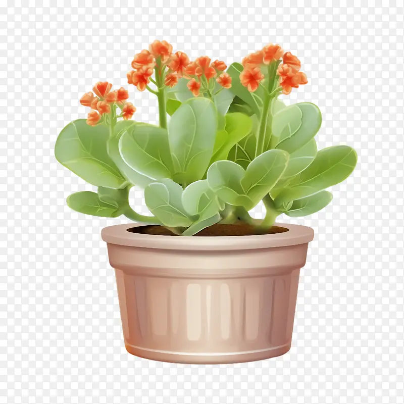 长寿花植物-花盆
