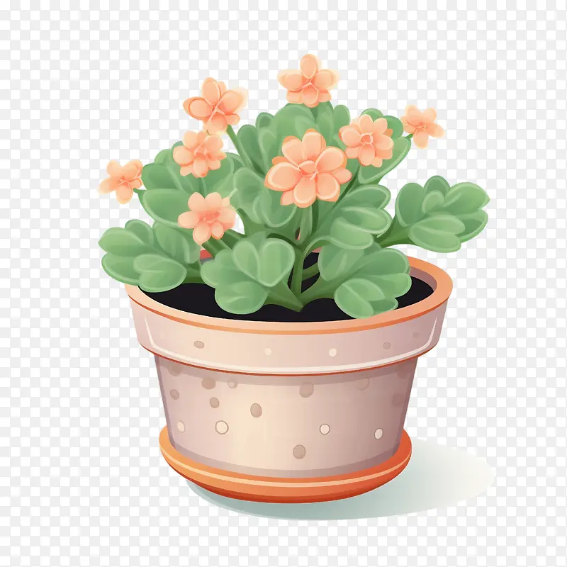 长寿植物-长寿植物天竺葵盆栽植物花卉花园
