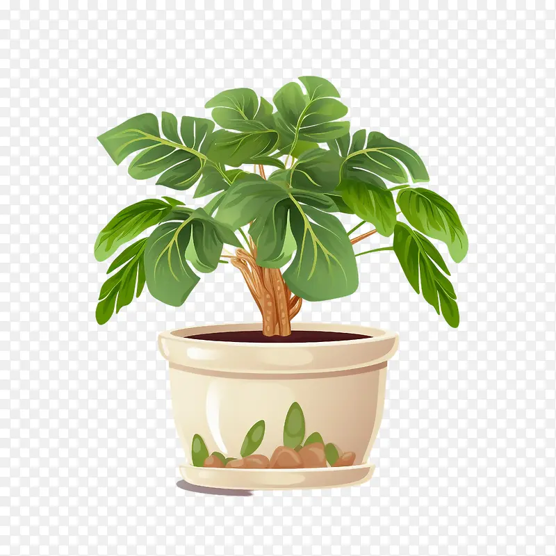 树喜林芋植物-花盆