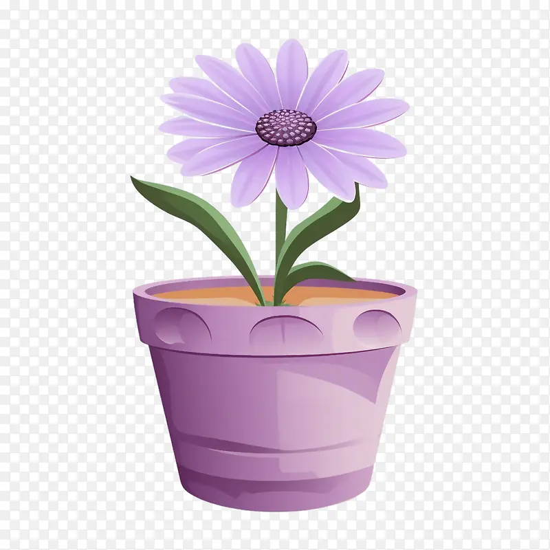 非洲雏菊花-紫色的花