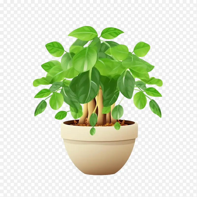 树喜林芋植物-树喜林芋植物盆栽绿化盆栽室内植物